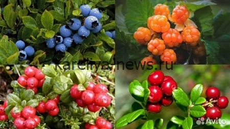 Ягоды Карелии: где собирать морошку, бруснику и чернику и что из них приготовить