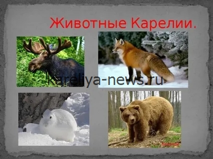 Флора и фауна Карелии: уникальные растения и животные карельских лесов