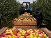 Российский урожай яблок в 2026 году: прогноз на рекордные 3 млн тонн и перспективы рынка