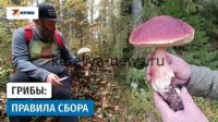 Грибной сезон в Карелии 2026: лучшие места и сроки сбора, советы грибникам