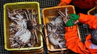 Рекордный скачок поставок королевского краба в 2026 году: рынок бьет исторические максимумы