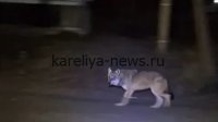 В Карелии обнаглевший хищник разгуливает по деревне: жители в шоке от наглости зверя