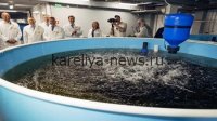 Инновационный подход: отходы аквакультуры превращают в удобрения — открытие карельских учёных