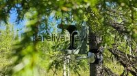 Инновационный мониторинг лесов Забайкалья: как 700 фотоловушек охраняют природу в 2026 году