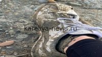 **«Уникальный кроссовок на обочине: как случайная находка в 2026 году стала сенсацией среди коллекционеров»**