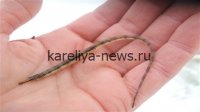 Загадочная итальянская рыба-игла обнаружена в Волге: что удивило ученых и местных жителей