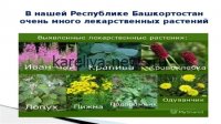 Лекарственные растения в БГСХА: какие культуры сеют ученые в 2026 году и почему это важно