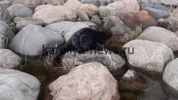 В Карелии спасли истощённого нерпёнка, застрявшего под камнем: история выживания