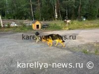 В Карелии спасли собаку, брошенную на верную гибель: история, которая тронула сердца