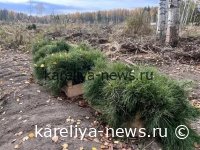 В Карелии погибло свыше 60 тысяч сеянцев сосны: причины и последствия для лесного хозяйства