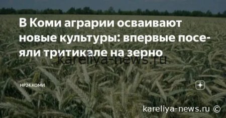 Тритикале на зерно: как Республика Коми стала пионером выращивания перспективной культуры в 2026 году