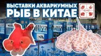 Китайские аквариумные рыбки завоевывают российский рынок: тренды 2026 года и перспективы