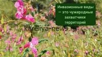 *Ростовская область пополнила список инвазивных растений: чем опасна ложная акация и как с ней бороться*