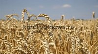 Рекордный урожай ранних зерновых в Ростовской области: прогноз на 2026 год