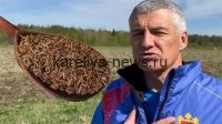 Восстановление лесов Карелии: Артур Парфенчиков настаивает на использовании местных семян
