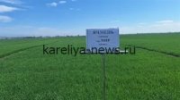 Ингушетия подводит итоги испытаний сортов пшеницы и ячменя селекции НЦЗ имени Лукианенко