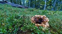 Грибной сезон в Карелии-2026: где искать самые урожайные места и как собирать правильно
