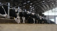 В Башкирии запущен мегакомплекс на 45 тысяч голов: как инновации меняют молочное животноводство