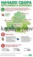 Карельская черника-2026: ранний урожай, новые правила сбора и штрафы для нарушителей