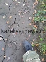В окрестностях карельского села обнаружены **свежие следы медведя** – жители настороже