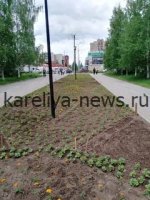 Цветочный бум в Петрозаводске: как город преображается к 2026 году